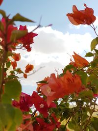 Low angle view of bougainvillea blooming against sky
