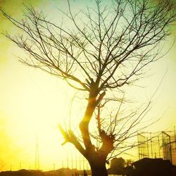 Silhouette of bare trees at sunset