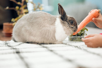 Close-up of rabbit