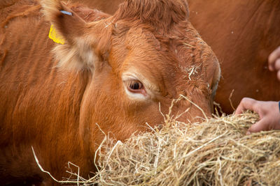 Close-up of cow