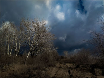 Scenic view of trees on field against sky