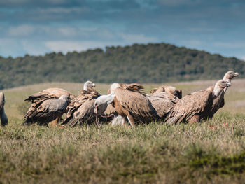 Flock of birds on a field