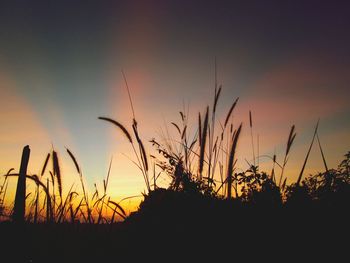 Silhouette plants on field against sky at sunset