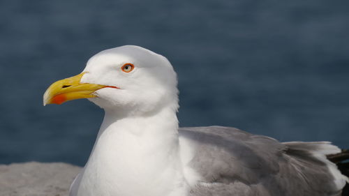 Close-up of seagull against sea