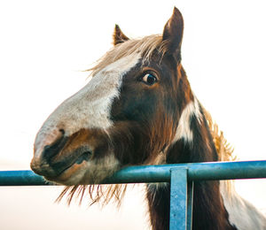 Close-up of horse against clear sky