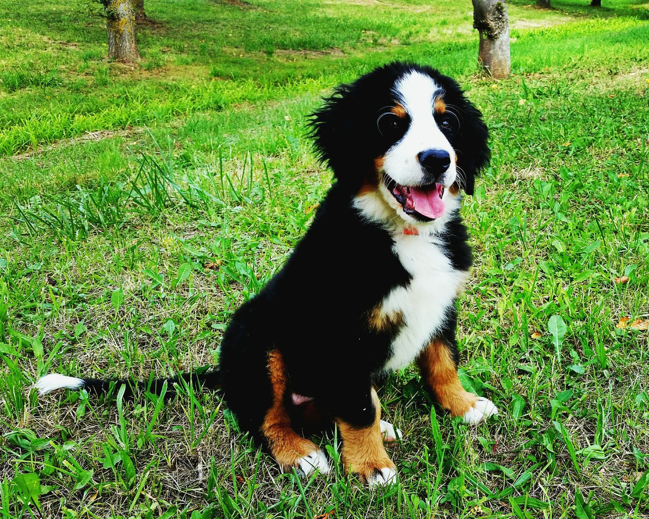 pets, dog, domestic animals, animal themes, grass, one animal, mammal, grassy, field, sticking out tongue, sitting, green color, pet collar, full length, looking at camera, high angle view, portrait, black color, outdoors, nature