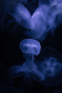 Close-up of jellyfish swimming in sea