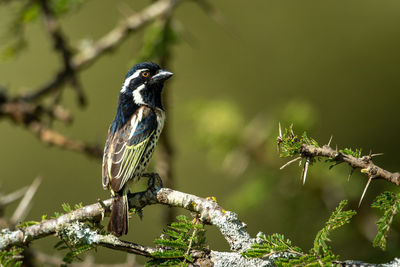 Spot-flanked barbet perches on thornbush in sunshine