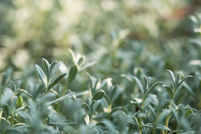 Close-up of crops growing on field