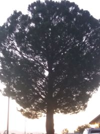 Low angle view of trees against sky