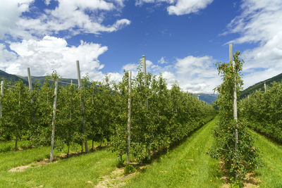 Scenic view of vineyard against sky