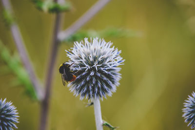 Close-up of bee on flower