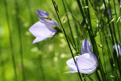 Close-up of purple flower blooming outdoors