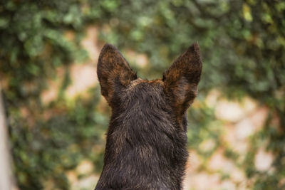 Close-up of a dog