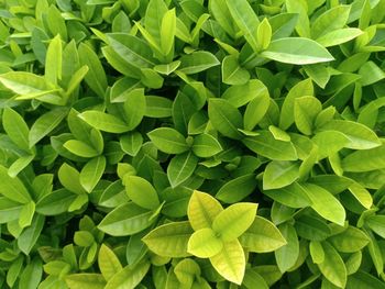 Full frame shot of green leaves