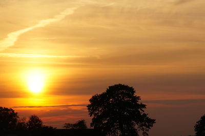 Silhouette of trees at sunset