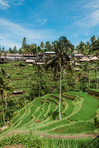 Scenic view of tegallalang rice terraces and houses near ubud on bali