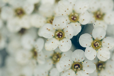 Close-up of white cherry blossom