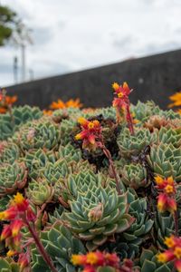 Close-up of succulent plant