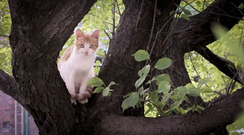 Portrait of a cat sitting on tree trunk