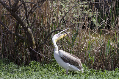 Bird perching on a field