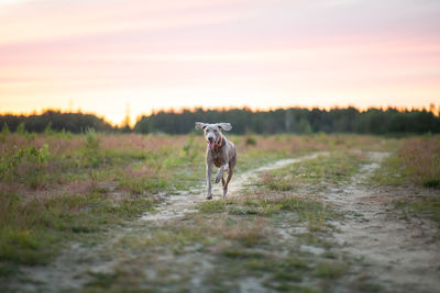 Dog standing in a field