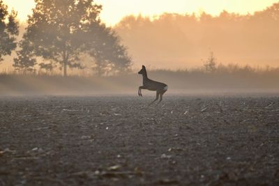View of dog on landscape during sunset