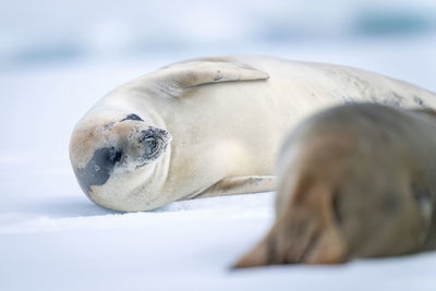 Close-up of crabeater seals lying on iceberg