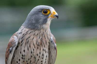 Close up portrait of a common kestrel 