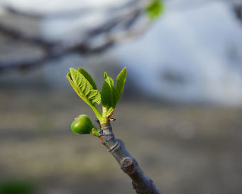 Close-up of plant