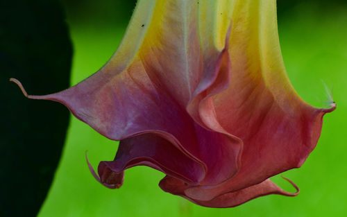 Close-up of red rose flower