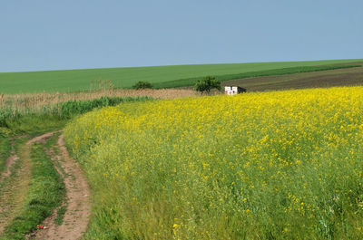 Scenic view of field against clear sky