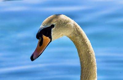 Close-up of swan in lake