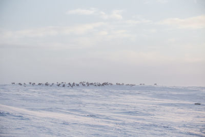 A beautiful evening landscape of a reindeer herd resting in the norwegian hills..