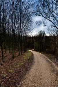 Dirt road along trees in forest