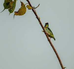 Bird perching on a tree