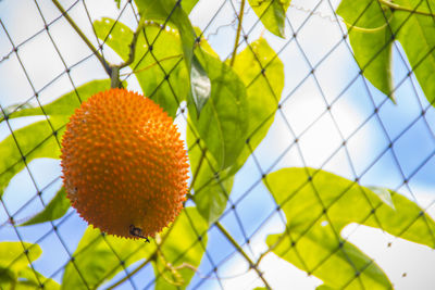 Low angle view of fruits hanging on tree