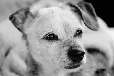 Little pup closeup
