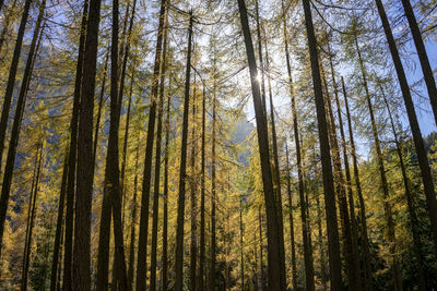 Low angle view of bamboo trees in forest