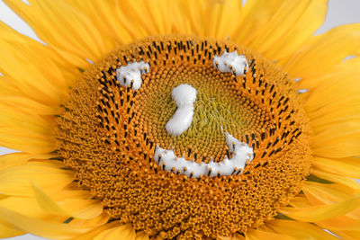 Close-up of sunflower