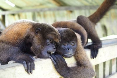 Close-up of monkey relaxing outdoors