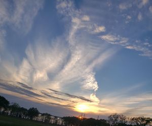 Low angle view of trees against sky during sunset