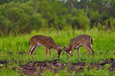 Deer grazing in a field