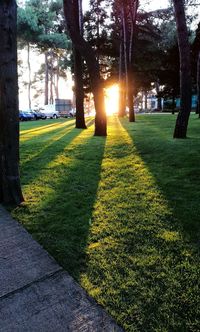 Trees in park during sunset