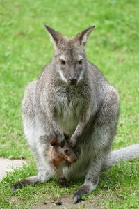 Wallaby kangaroo with baby in pouch