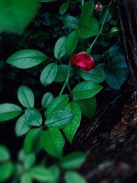 High angle view of red flowering plant on field