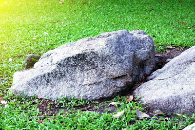 Close-up of grass on field