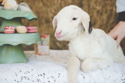 Close-up of rabbit on bed at home