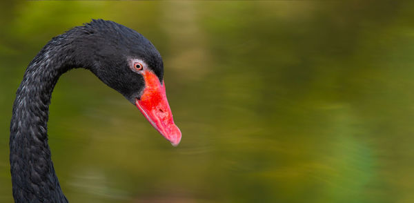 Close-up of swan