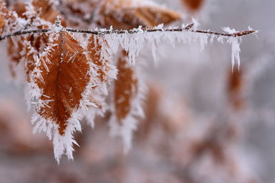 Close-up of frozen tree during winter